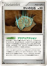 かいの化石