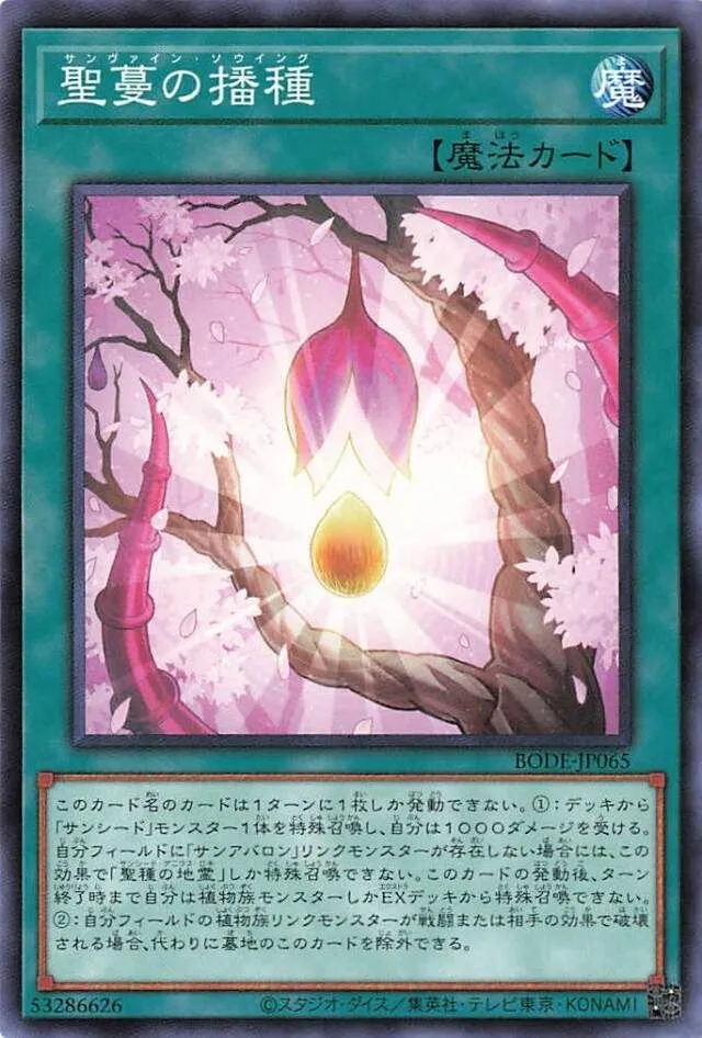 聖蔓の播種