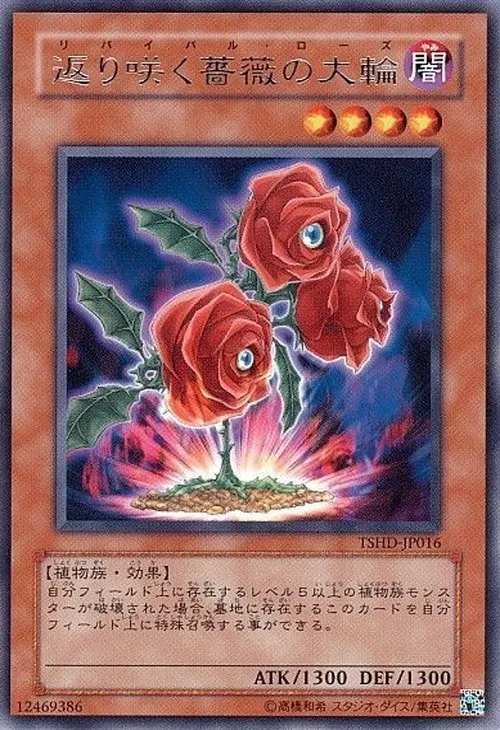 返り咲く薔薇の大輪
