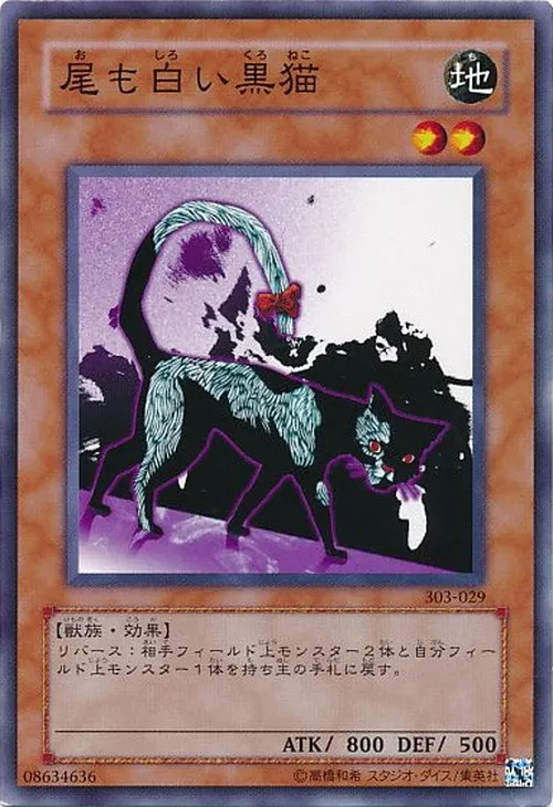 尾も白い黒猫