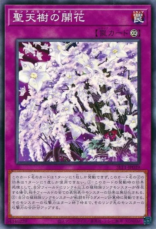 聖天樹の開花